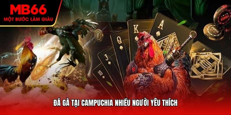 Đá gà tại Campuchia nhiều người yêu thích
