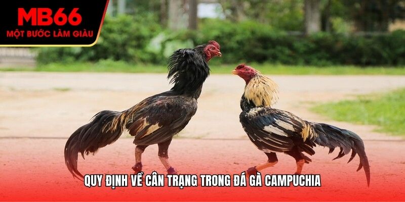 Quy định về cân trạng trong đá gà Campuchia