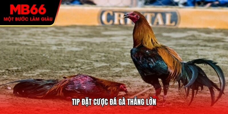 Tip đặt cược đá gà thắng lớn