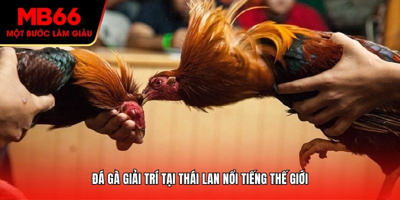 Đá gà giải trí tại Thái Lan nổi tiếng thế giới