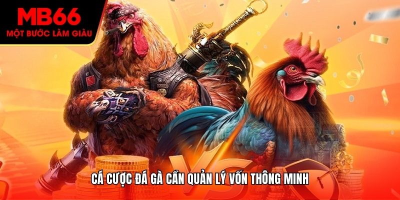 Cá cược đá gà cần quản lý vốn thông minh