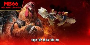 Đá Gà Thái Lan