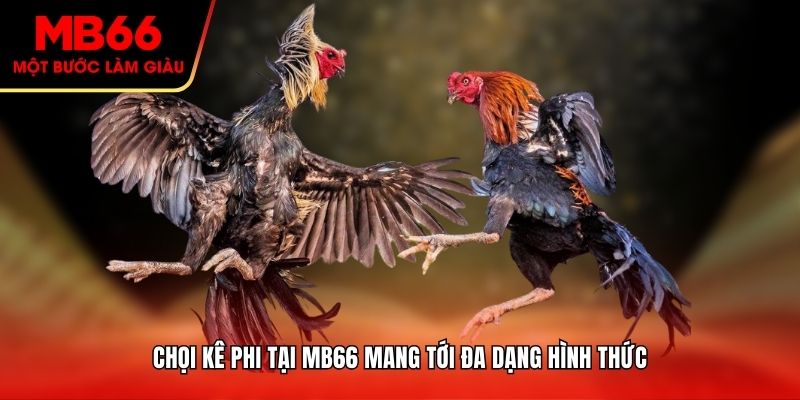 Chọi kê Phi tại MB66 mang tới đa dạng hình thức