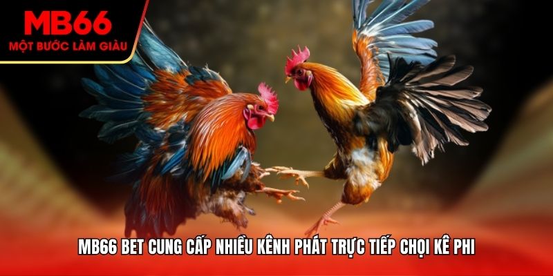 MB66 bet cung cấp nhiều kênh phát trực tiếp chọi kê Phi